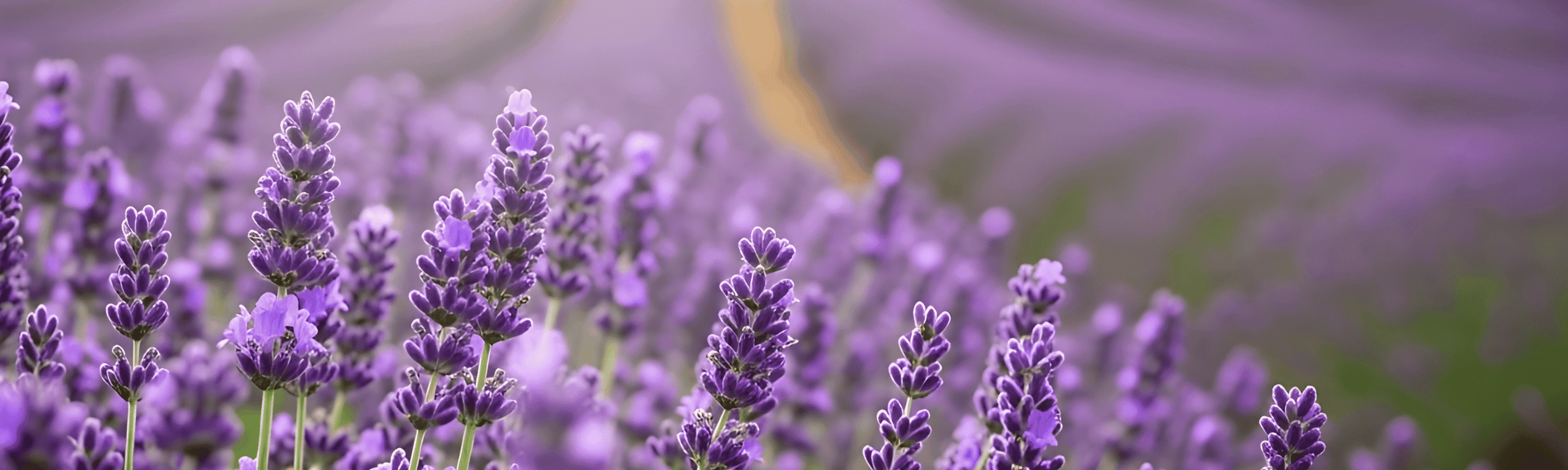 Cabinet de recrutement Alphea Conseil à Pierrelatte